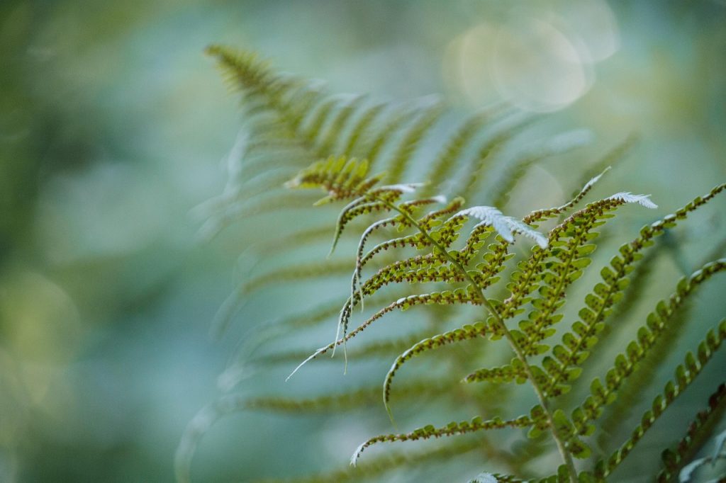 fern, nature, green, forrest, garden, plant